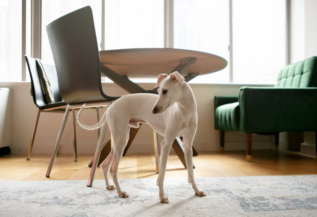 medium dog apartment