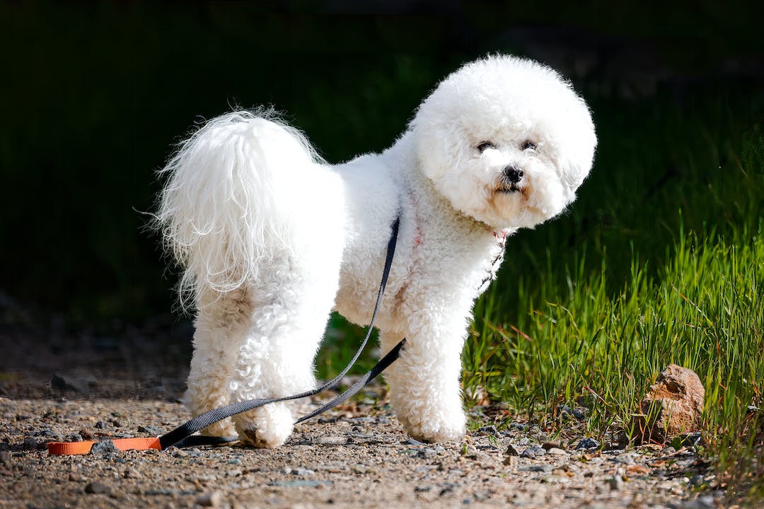 white bichon frise dog
