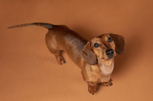 Dachshund dog_great dog apartment