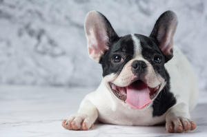 wonderful frenchie, black and white dog, happy dog
