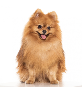 chow chow dog breed_best apartment dogs