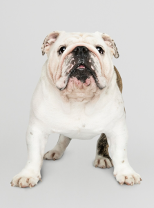 english bulldog_best dog apartment