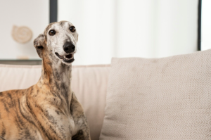 whippet breed dog_best apartment dog