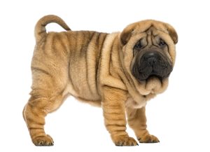 shar-pei with white background_Best Medium-Sized Dogs for Apartment