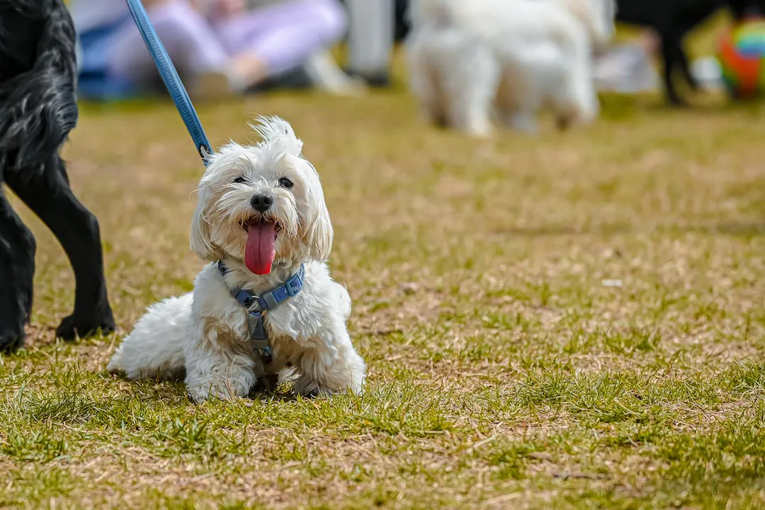 Small white maltese dog
