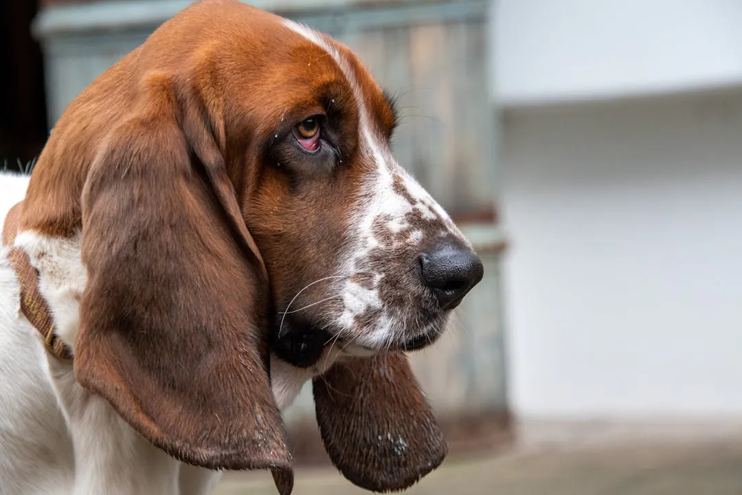 white and brown basset hound 
