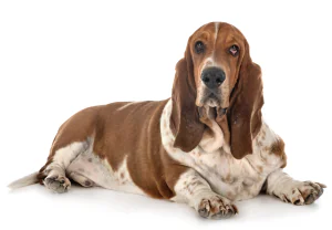 great apt dogs