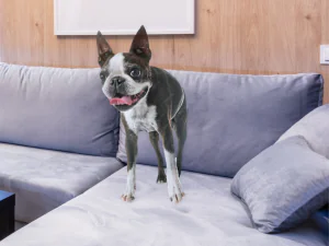 great aparment dogs