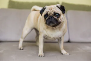 pug