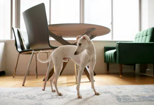 great apt dogs